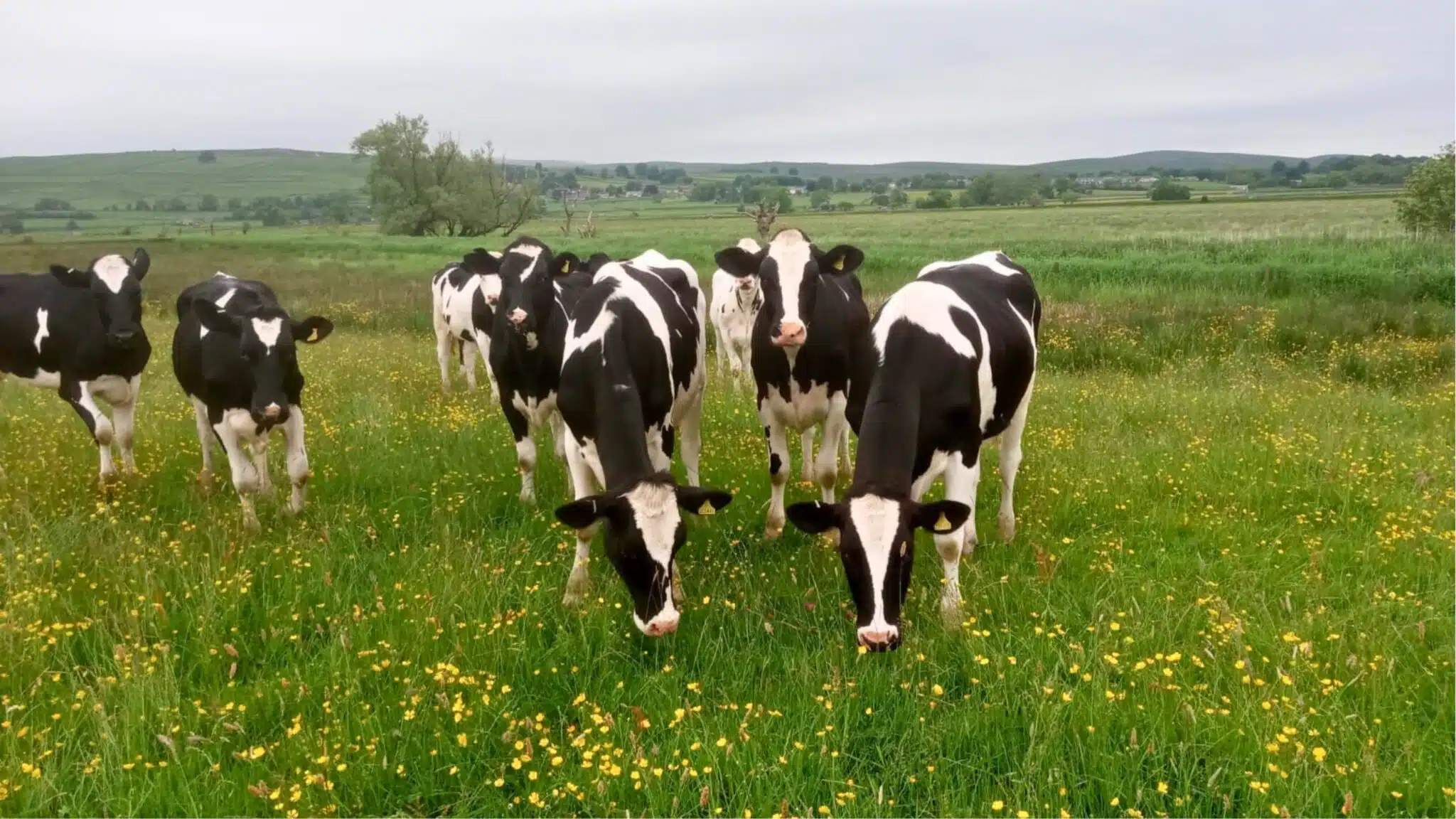 Cows in a field